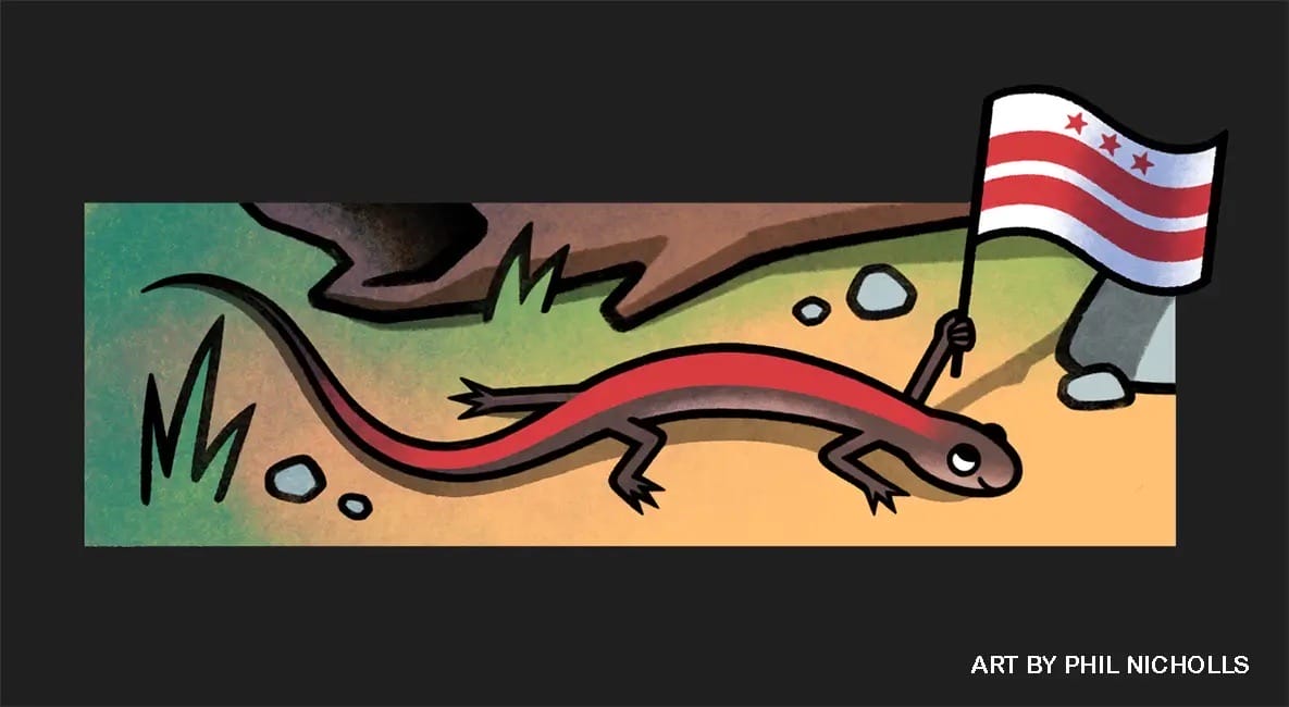 Illustrated red-backed salamander emerging from underground burrow holding a Washington DC flag