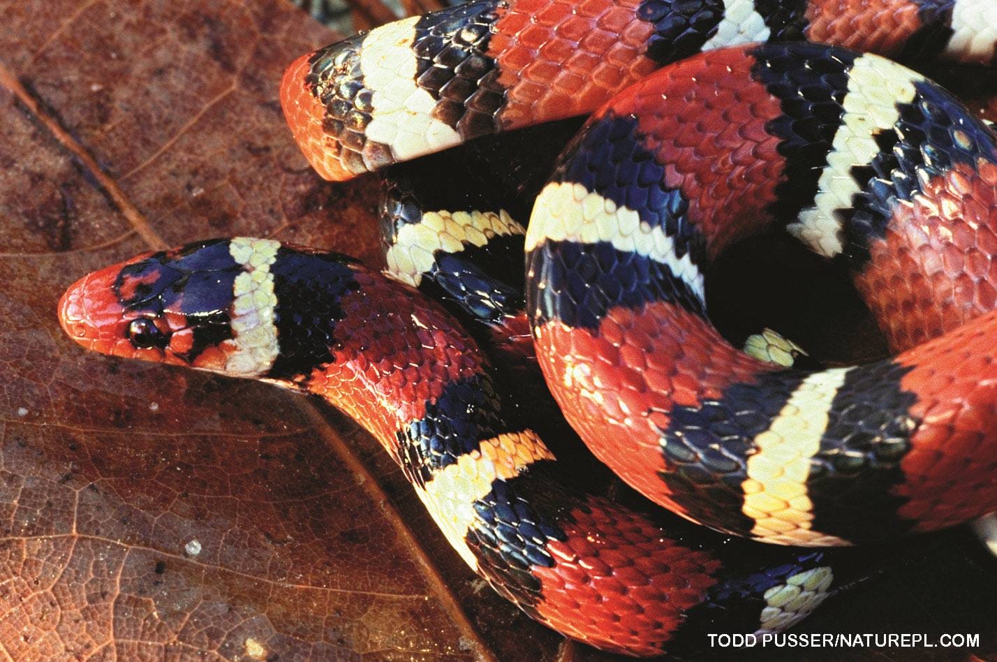 Scarlet kingsnake with red black and yellow bands coiled on brown leaf litter