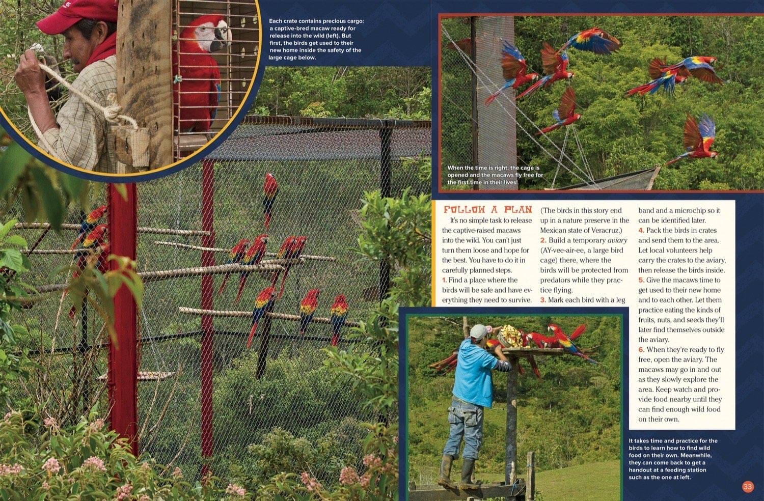 Magazine spread about scarlet macaw release program showing aviary training and flying free