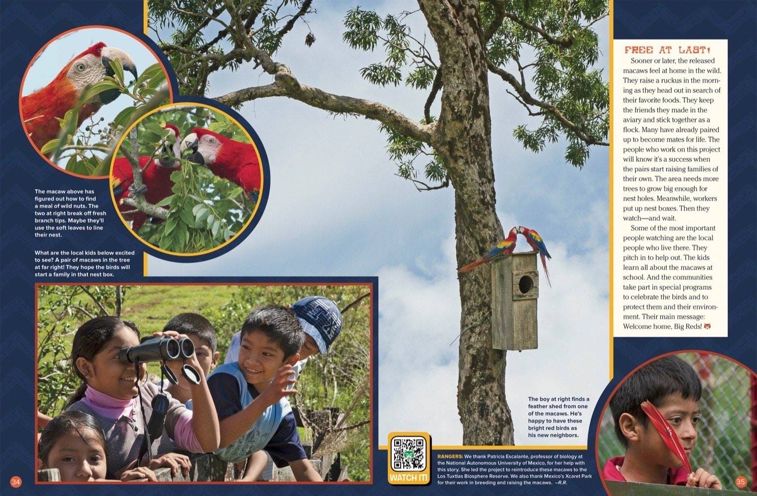 Magazine spread about scarlet macaw release showing free birds kids watching and nest boxes