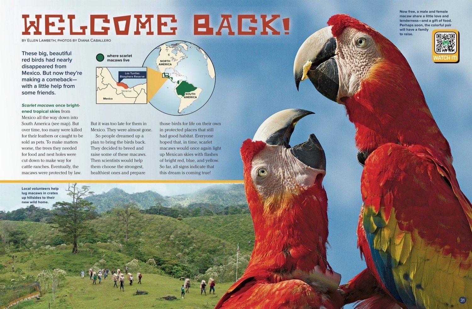 Ranger Rick magazine spread Welcome Back about scarlet macaw reintroduction in Mexico with range map