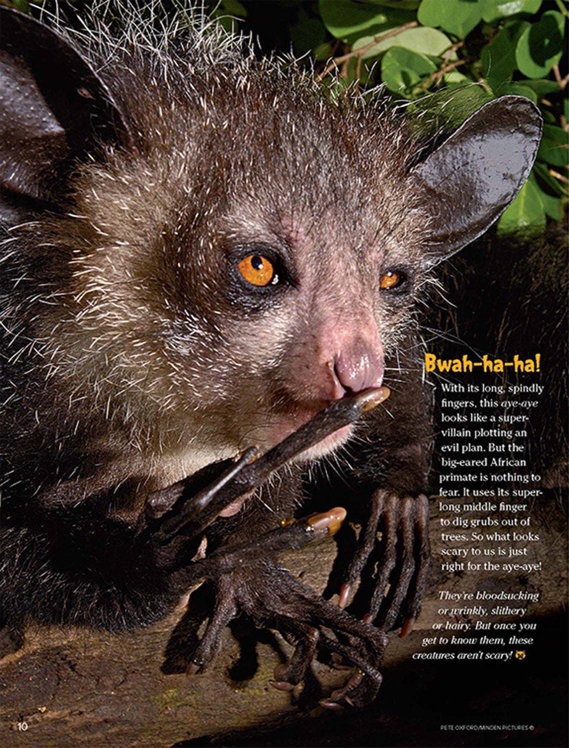 Magazine spread Bwah-ha-ha about the aye-aye lemur with big eyes and long spindly fingers