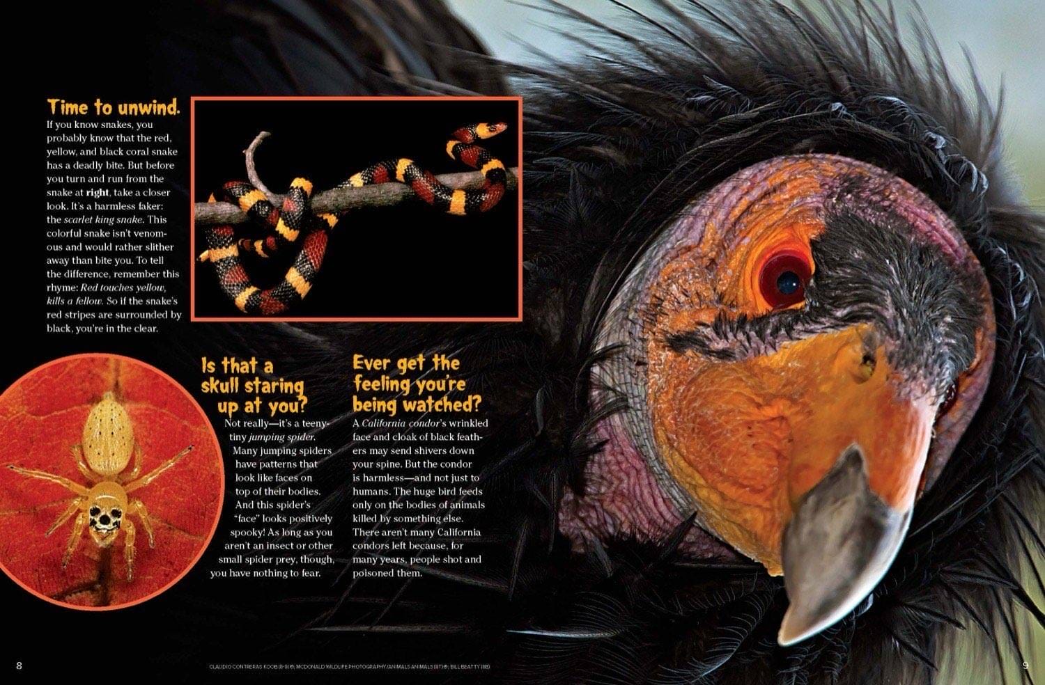 Magazine spread about harmless scarlet kingsnake skull-faced jumping spider and California condor