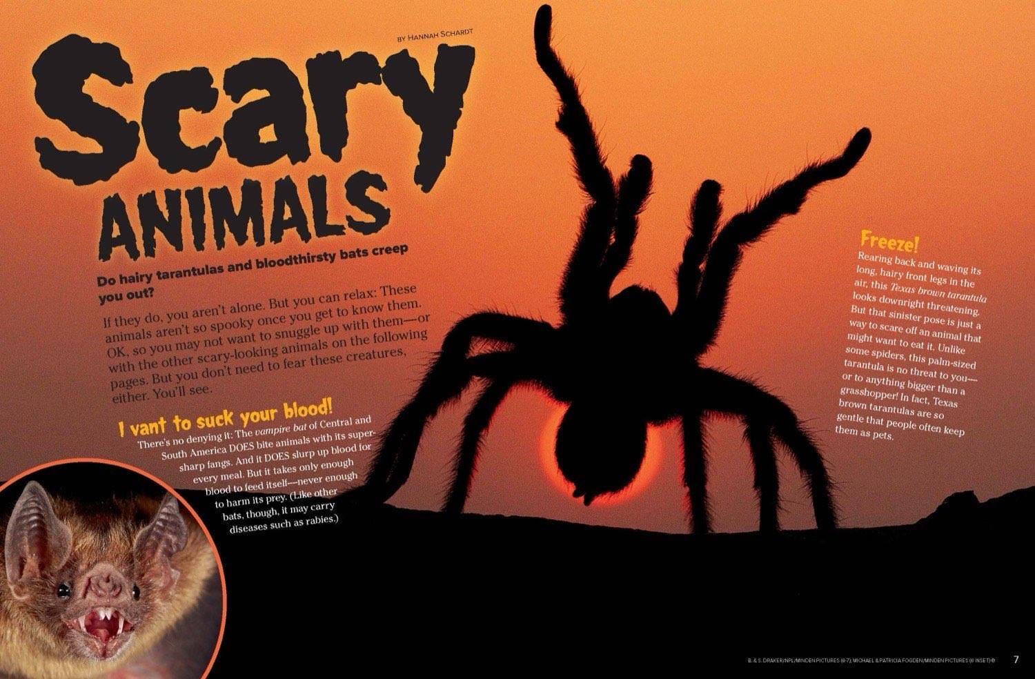 Magazine spread Scary Animals with giant tarantula silhouette at sunset and vampire bat closeup