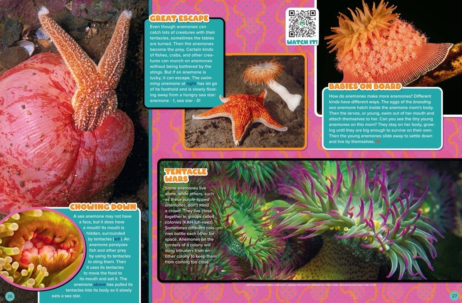 Sea anemone reproduction, tentacle territory wars, and a sea star alongside orange anemones