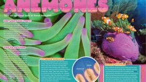 Magazine spread about sea anemones with clownfish hiding in tentacles and anemone anatomy labels