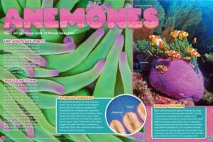 Magazine spread about sea anemones with clownfish hiding in tentacles and anemone anatomy labels