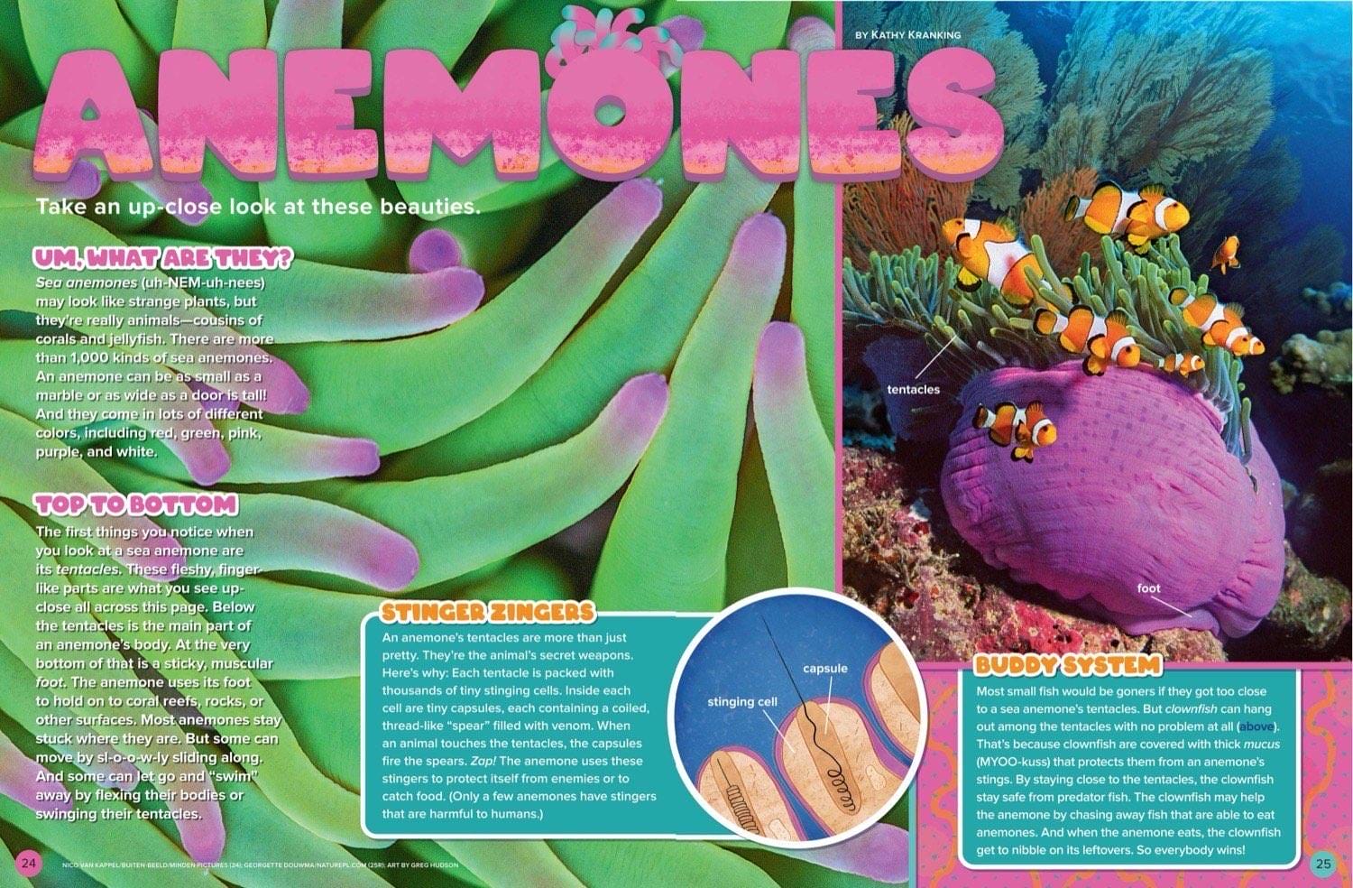 Magazine spread about sea anemones with clownfish hiding in tentacles and anemone anatomy labels