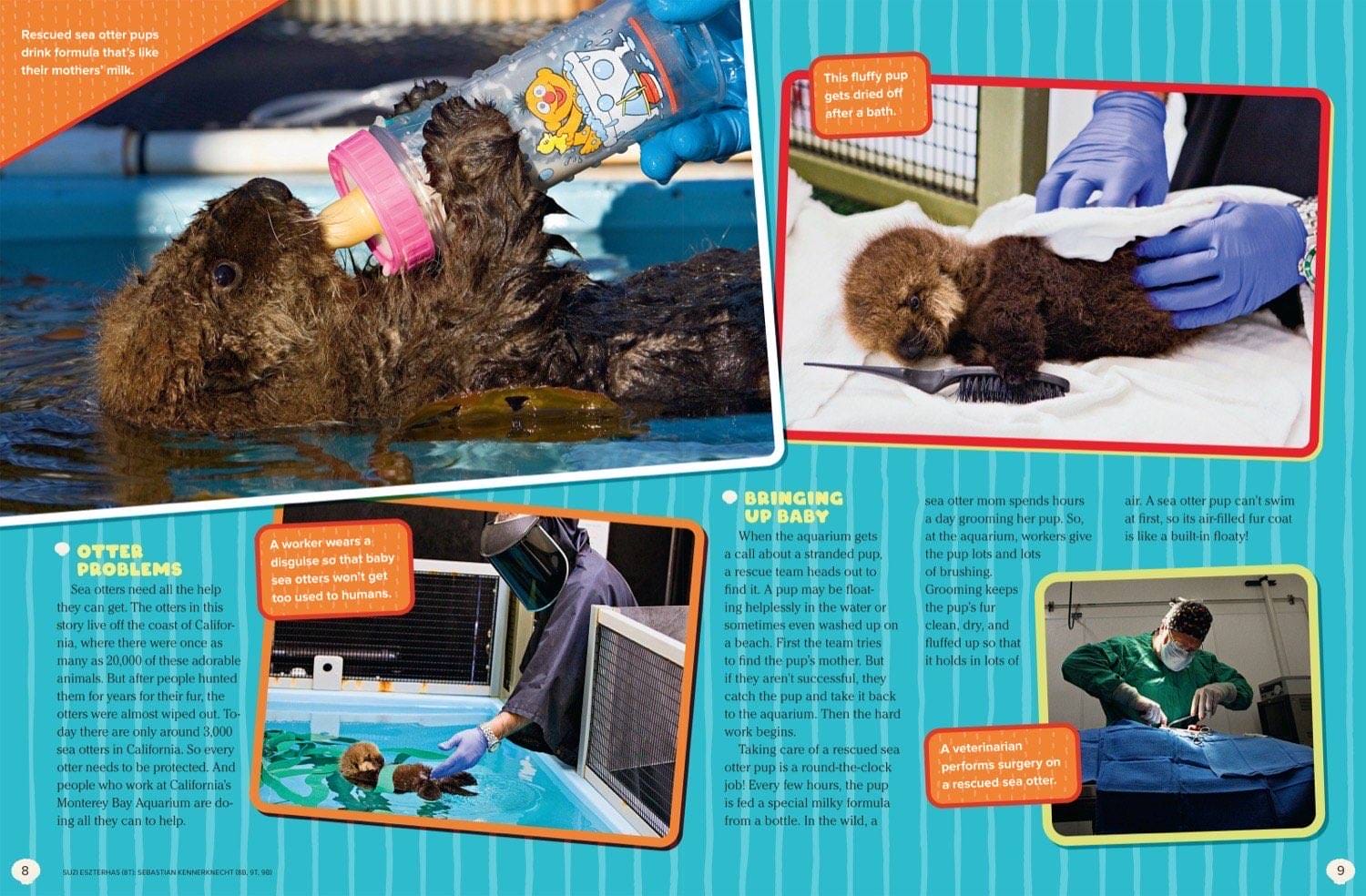 Rescued sea otter pups being bottle-fed, bathed, groomed, and rehabilitated at an aquarium