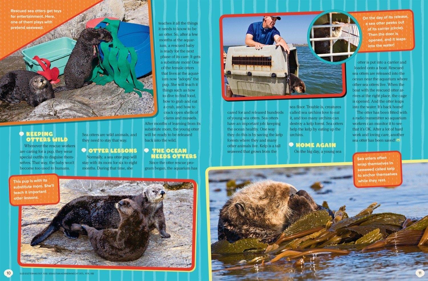 Rehabilitated sea otter released back to the ocean and wild otters wrapped in kelp while resting