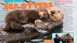 Magazine spread about saving sea otters showing mother with pup and a researcher observing