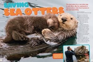 Magazine spread about saving sea otters showing mother with pup and a researcher observing