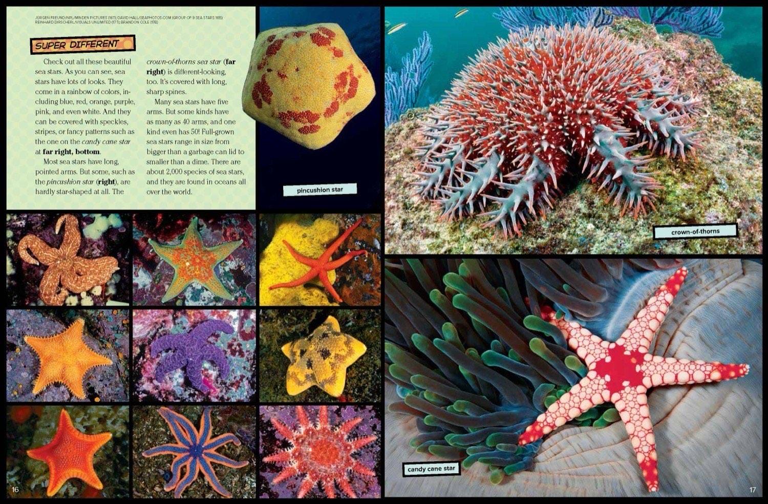 Grid of colorful sea star species including orange, purple, striped, and crown-of-thorns varieties
