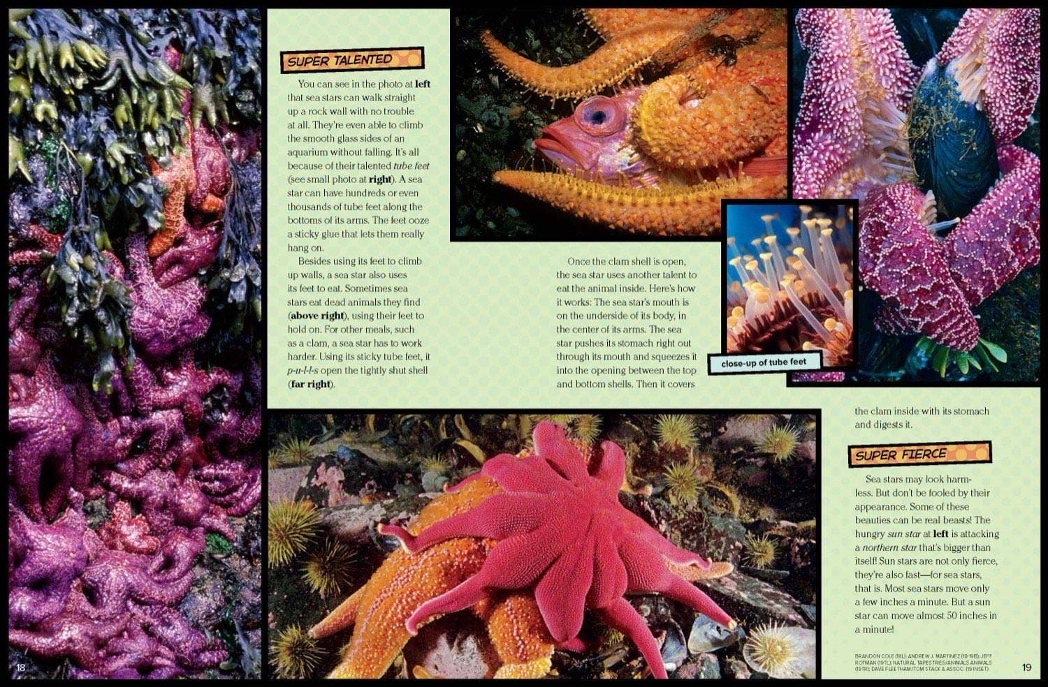 Sea star regenerating a lost arm and close-up views of tube feet and feeding behavior