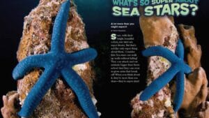 Magazine spread asking what is so super about sea stars with blue sea stars on coral