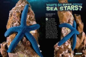 Magazine spread asking what is so super about sea stars with blue sea stars on coral