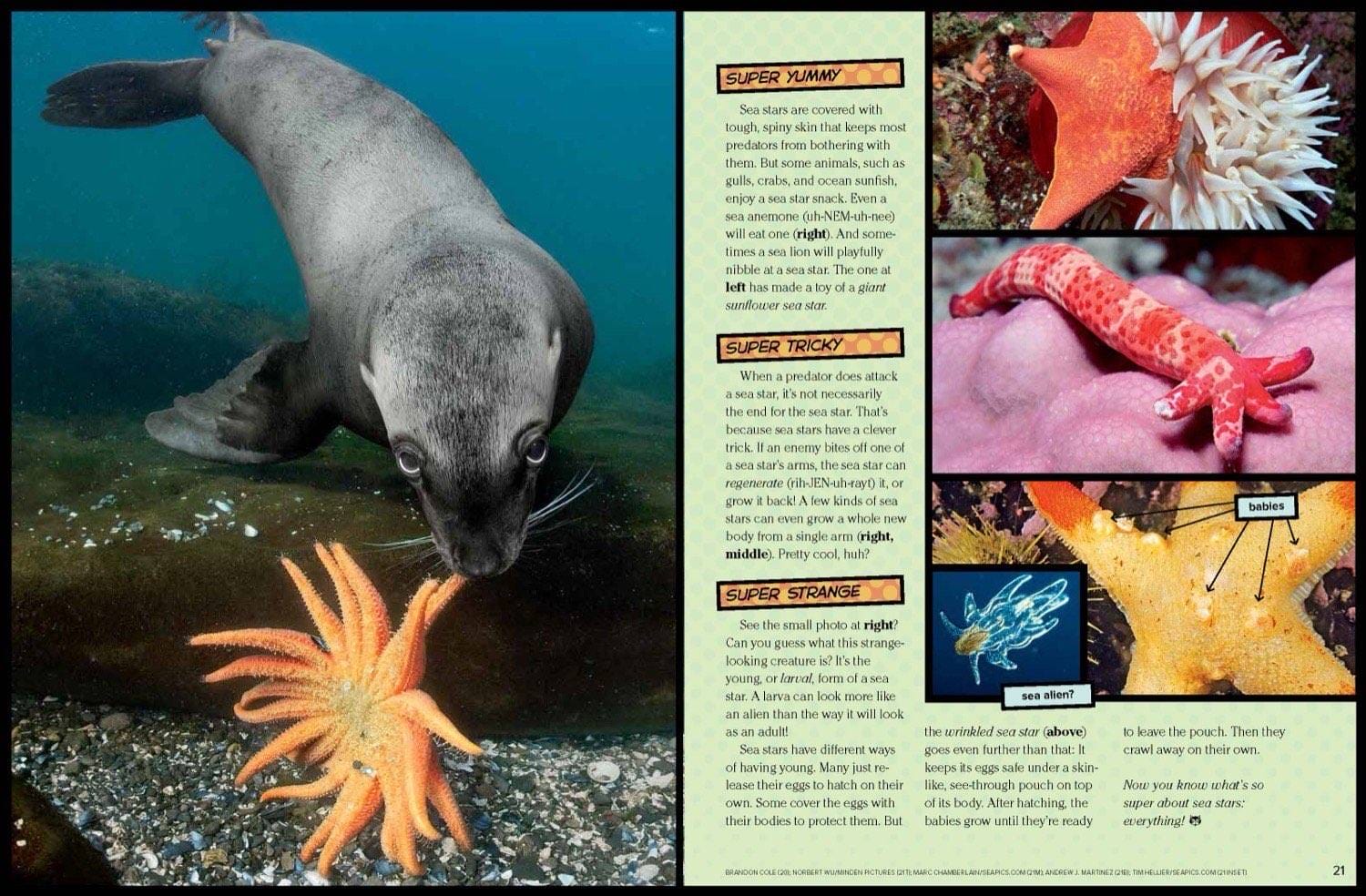 Sea lion eating a sea star alongside baby sea stars and a large sunflower sea star