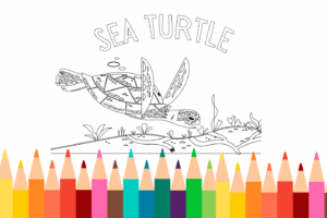 Sea Turtle Coloring Page
