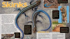 Ranger Rick magazine spread about backyard skinks with photos and identification tips