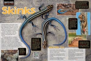 Ranger Rick magazine spread about backyard skinks with photos and identification tips