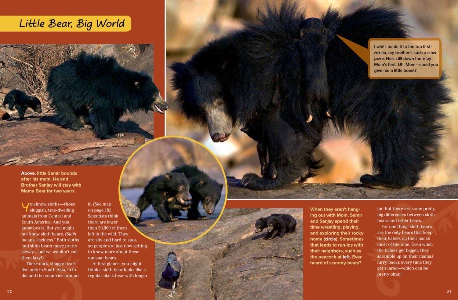 Sloth bear cubs bounding after their mother and playing on rocky hillsides in India