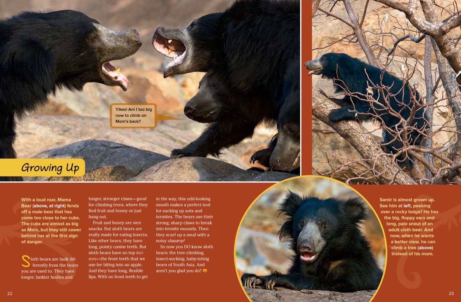 Sloth bear roaring with mouth open, climbing a tree, and a young bear sitting on a ledge