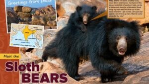 Magazine spread introducing sloth bears with a cub riding on mom and a map of India