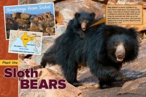 Magazine spread introducing sloth bears with a cub riding on mom and a map of India