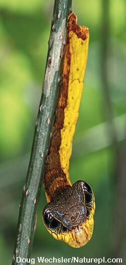 Hawk moth caterpillar mimicking a snake head with fake eyes clinging to a green stem