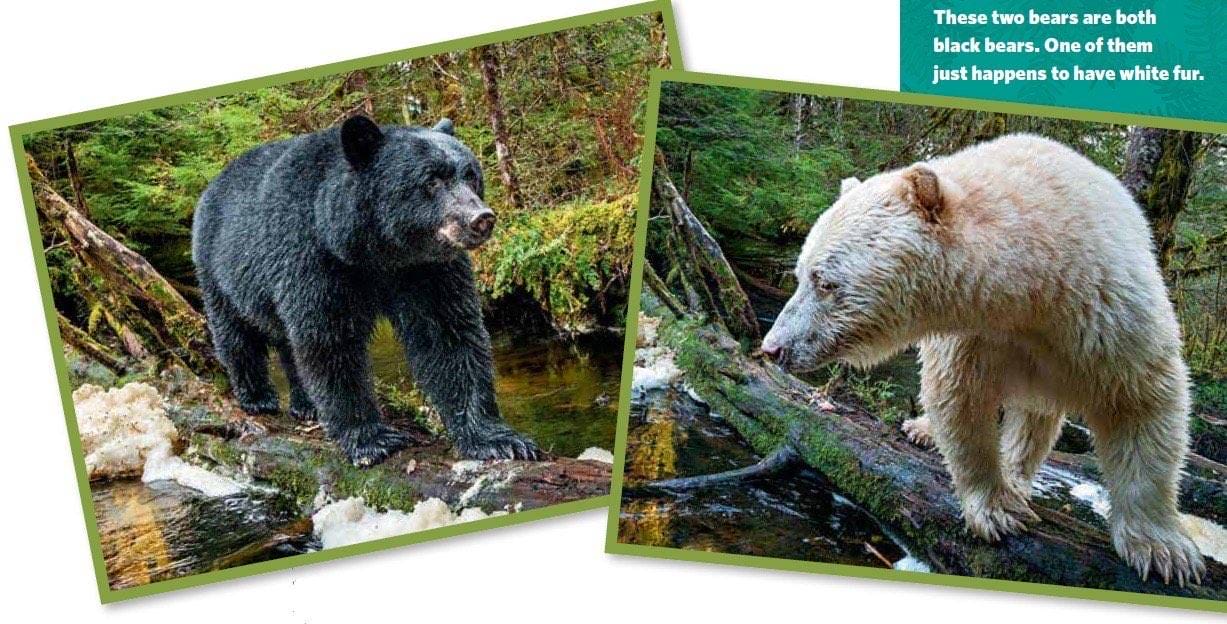 Black bear and white spirit bear photos side by side both are the same species