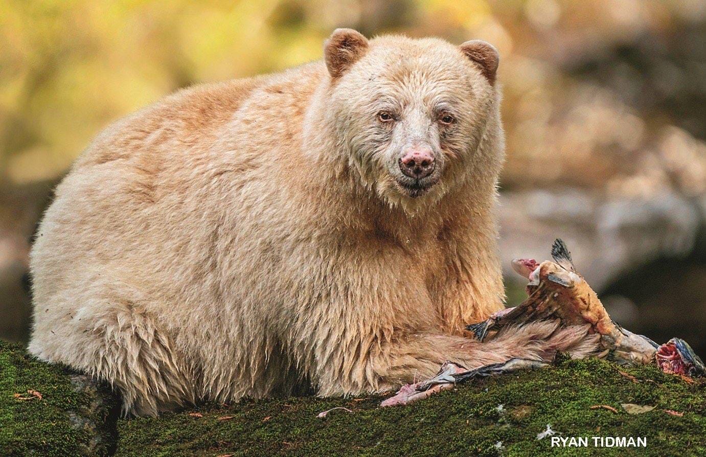 White spirit bear sitting on a mossy rock eating a salmon it caught from the river