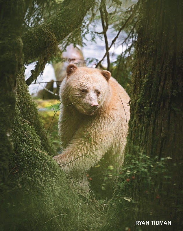 Spirit bear peering through moss-covered tree trunks in the Great Bear Rainforest