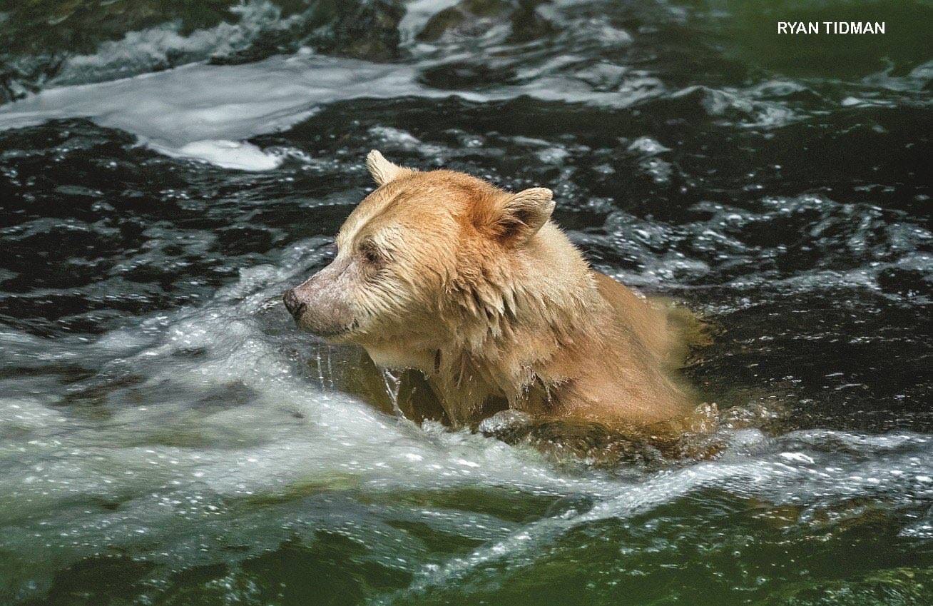 White spirit bear swimming through a rushing river in the Great Bear Rainforest