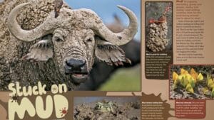 Magazine spread Stuck on Mud with mud-caked Cape buffalo face and muddy animals including crayfish