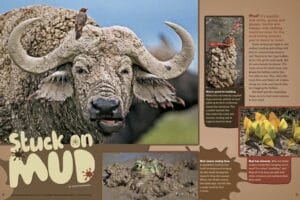 Magazine spread Stuck on Mud with mud-caked Cape buffalo face and muddy animals including crayfish