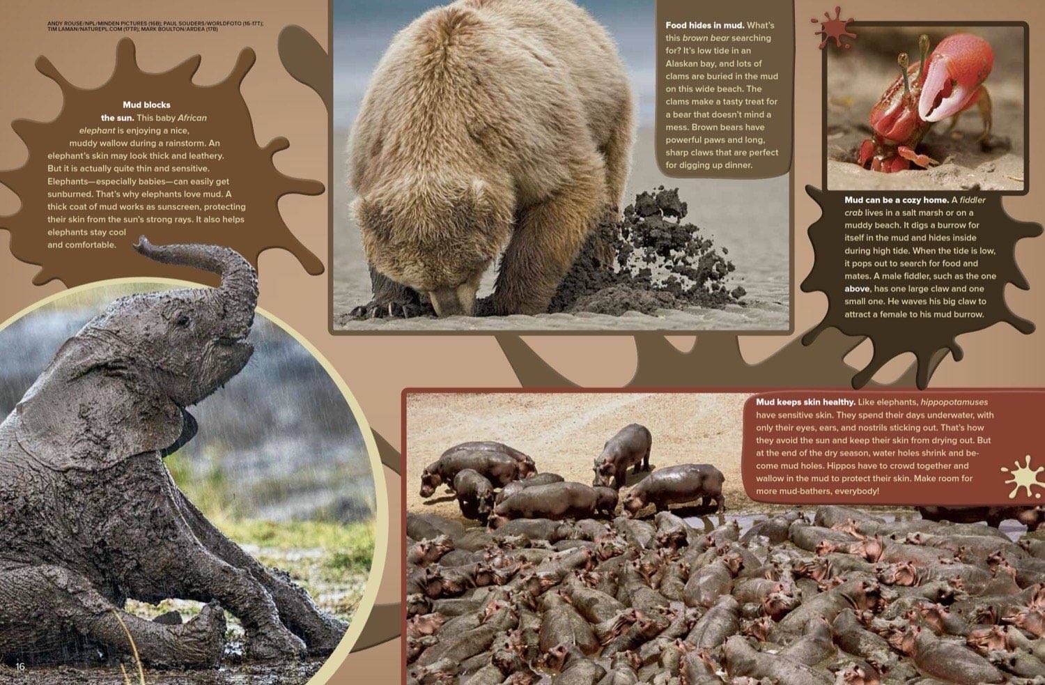 Magazine spread about muddy elephants bears digging clams and fiddler crabs on muddy beaches