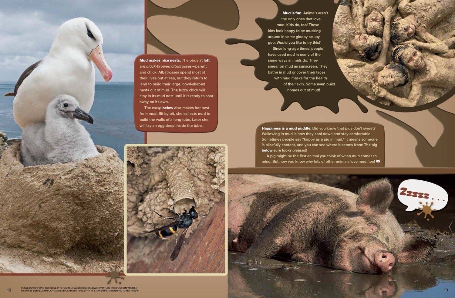 Magazine spread about mud nests albatross wasp hippos wallowing and happy pig in mud puddle