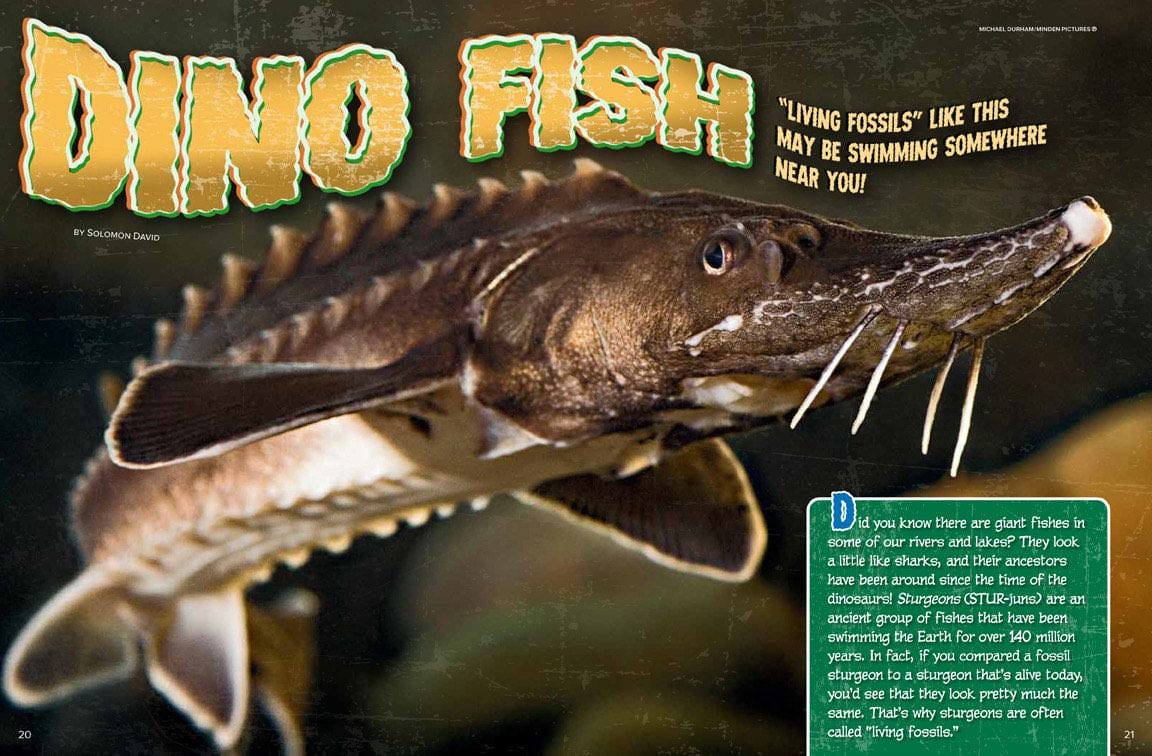 Magazine spread introducing sturgeons as living dinosaur fish swimming in rivers
