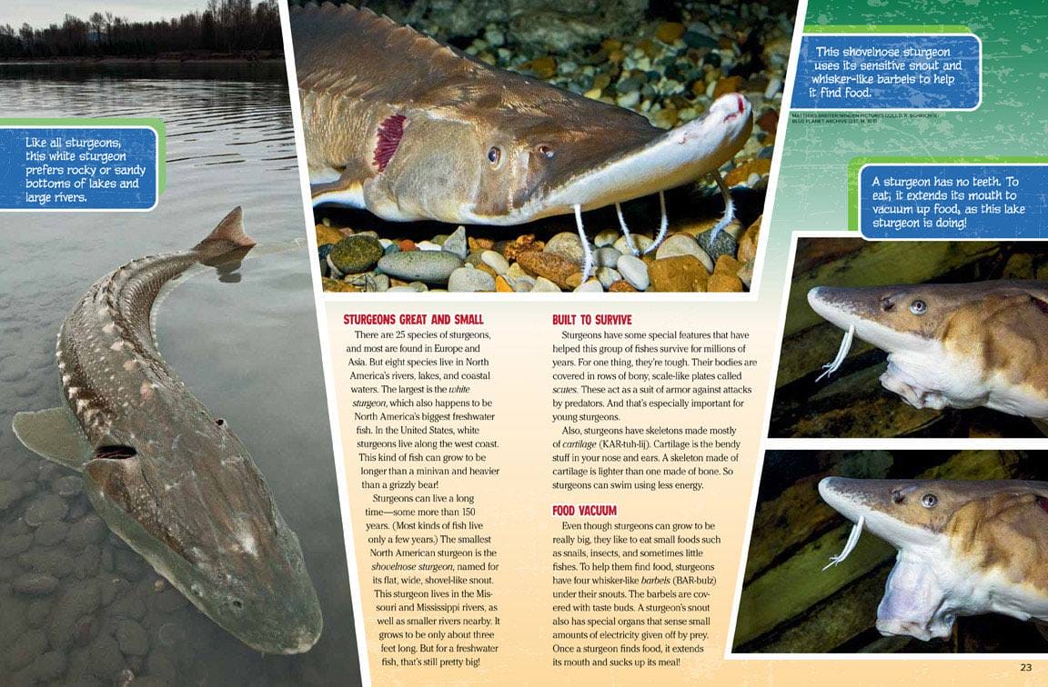 Giant sturgeon laid on a riverbank for measurement and sturgeon swimming in shallow water