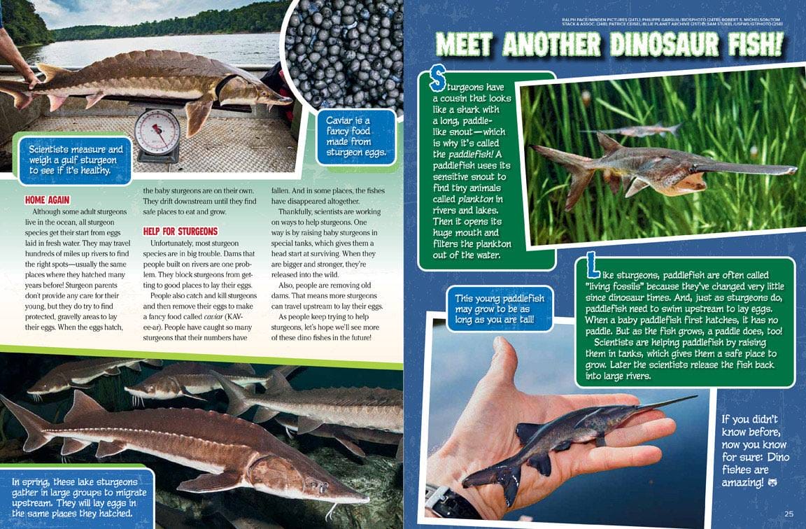 Paddlefish, a school of sturgeons swimming, and a baby sturgeon held in a hand