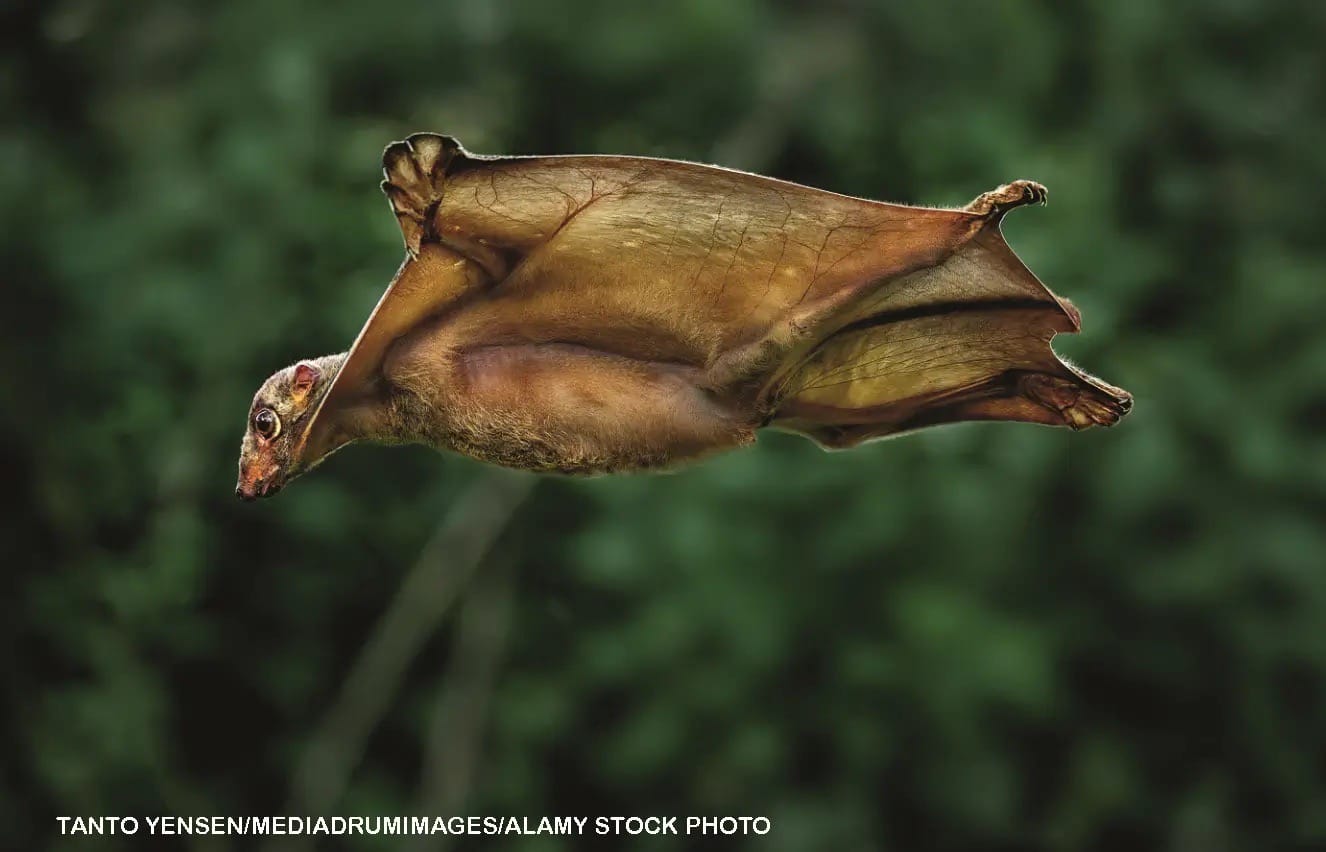 Sunda colugo flying lemur gliding through the air with baby clinging to its belly membrane spread wide