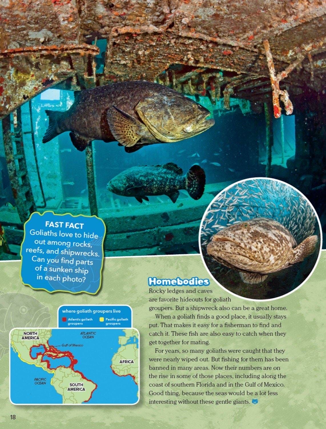 Magazine spread about goliath grouper homebodies on shipwrecks range map and conservation fishing ban