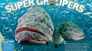 Magazine spread Super Groupers with two huge goliath groupers and group photo gathering facts