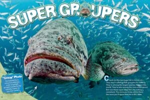 Magazine spread Super Groupers with two huge goliath groupers and group photo gathering facts