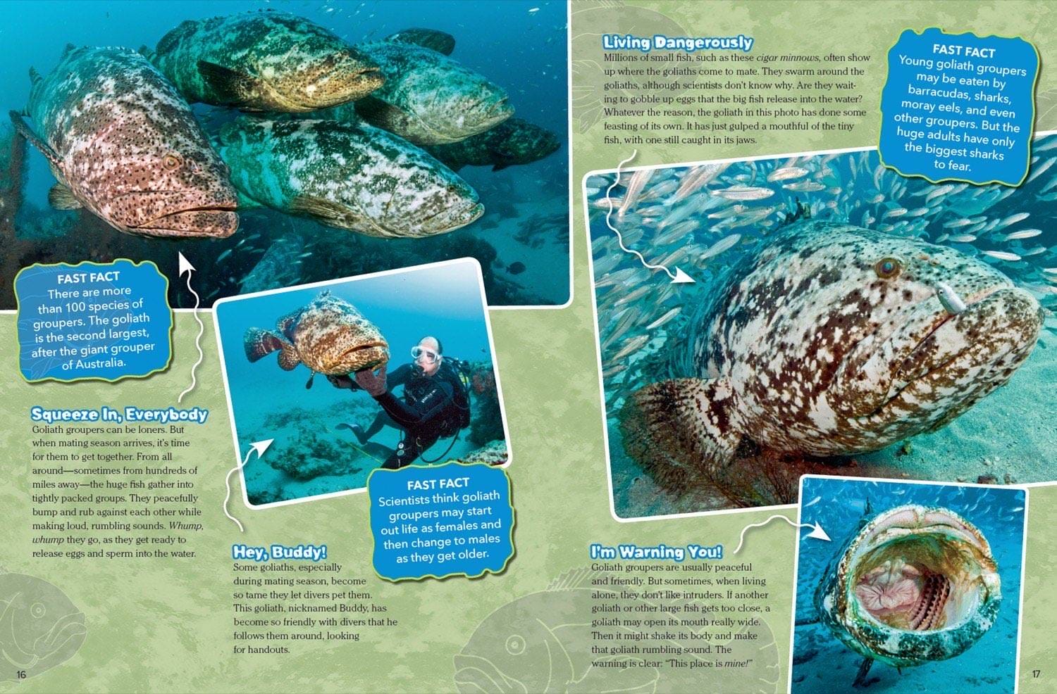 Magazine spread about goliath grouper spawning squeeze diver friendly buddy and warning mouth gape