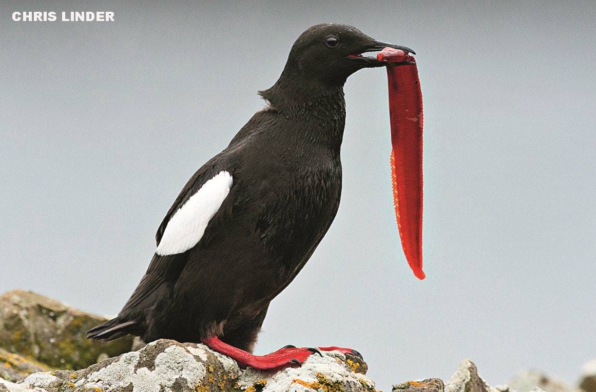 Black guillemot seabird with white wing patches holding a bright red fish on volcanic rock