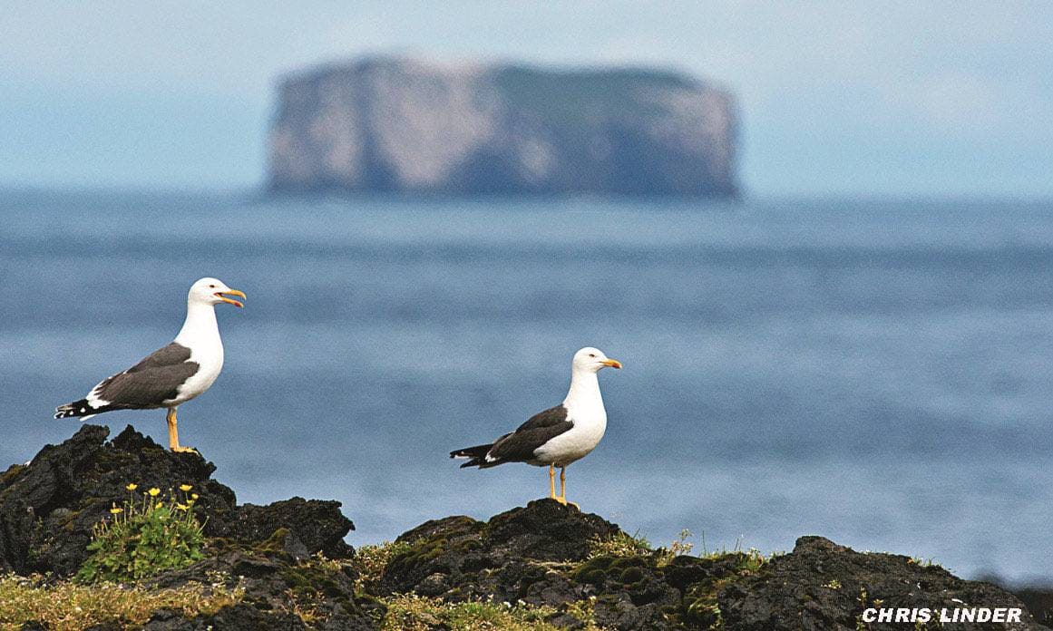 Two great black-backed gulls standing on lava rock with a flat-topped island in background