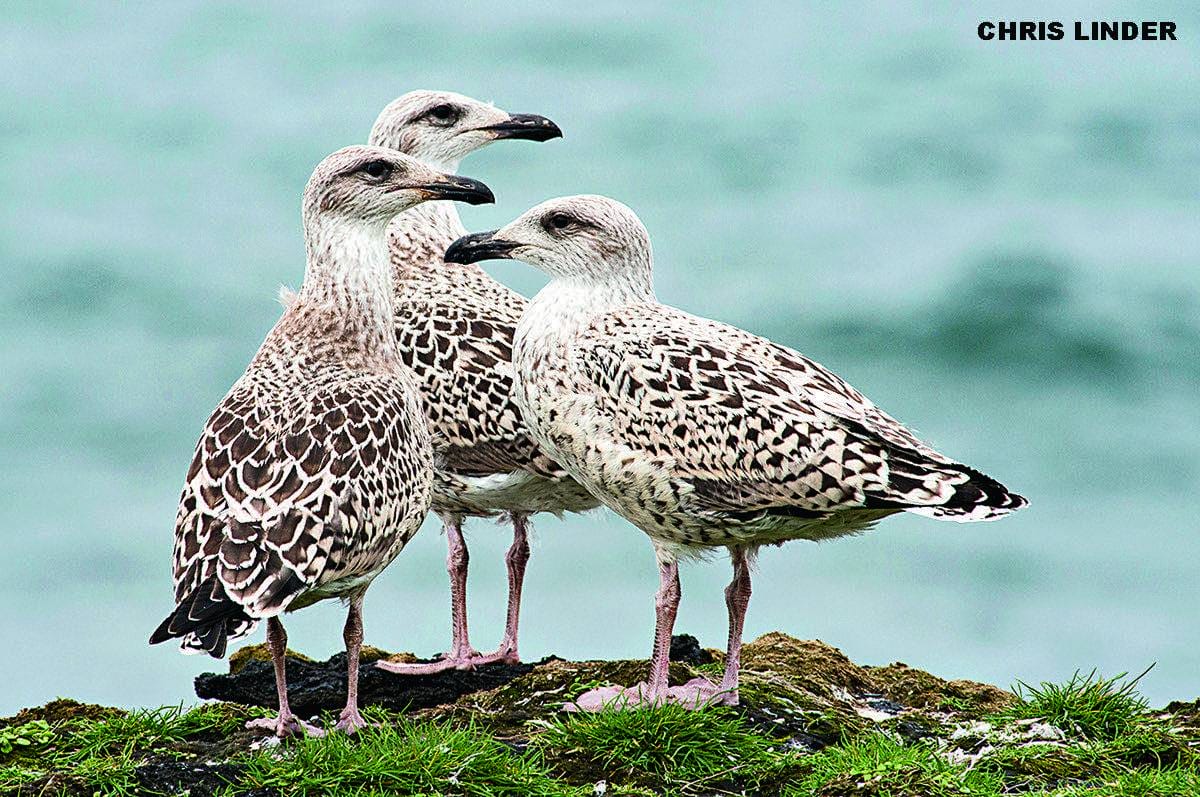 Three juvenile speckled great black-backed gulls standing together on mossy volcanic rock