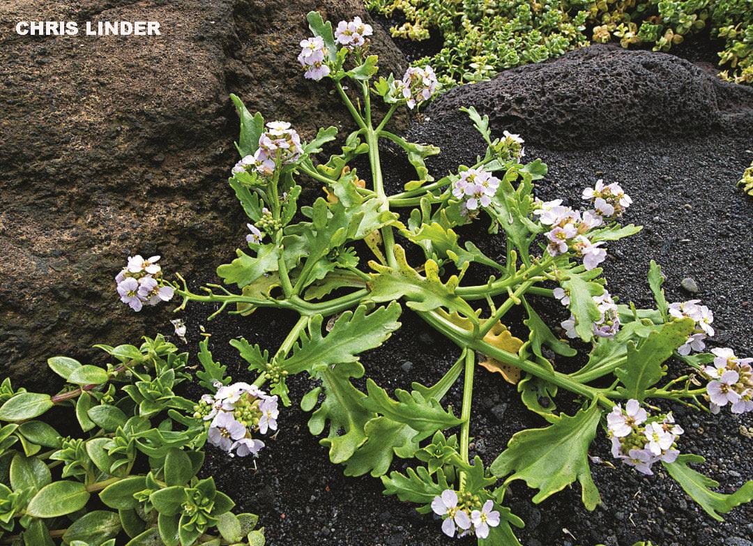 White flowering sea rocket plant growing among black volcanic lava rocks on Surtsey Island