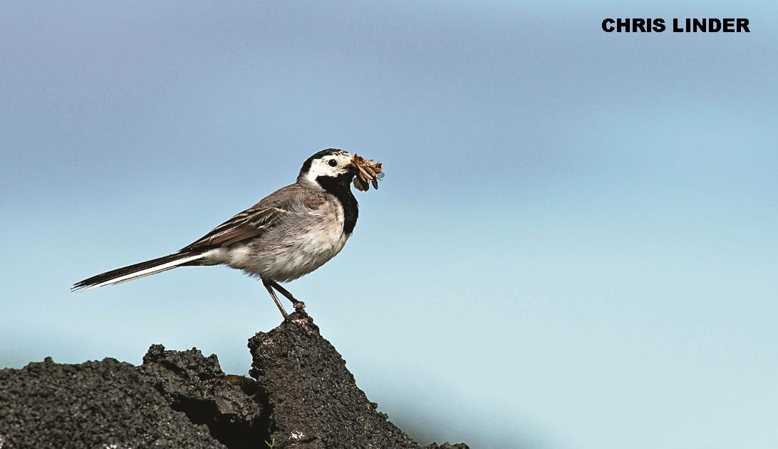 White wagtail bird with beak full of insects perched on black volcanic lava rock